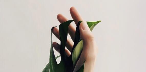 Photo with plant